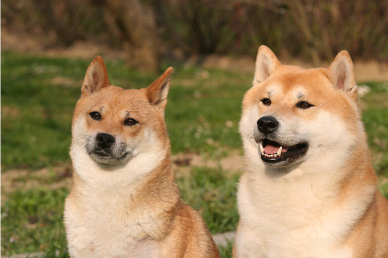 Two dogs - shiba inu