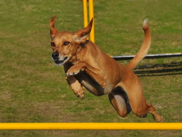 Dog jump