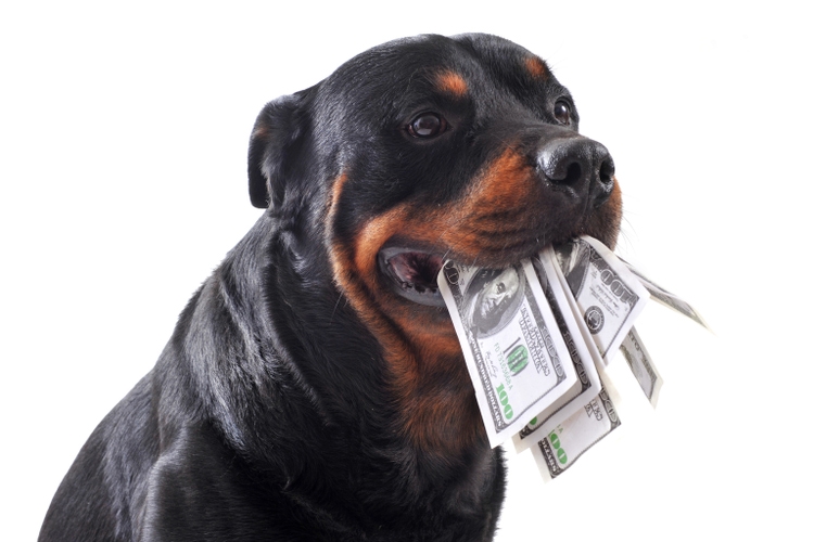 rottweiler and dollars