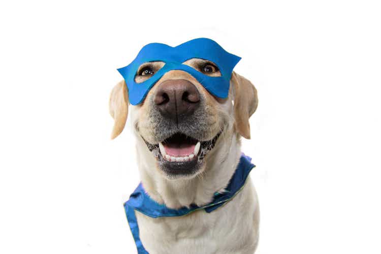 DOG SUPER HERO COSTUME. LABRADOR CLOSE-UP WEARING A BLUE MASK AND A CAPE. CARNIVAL OR HALLOWEEN. ISOLATED ON WHITE BACKGROUND.