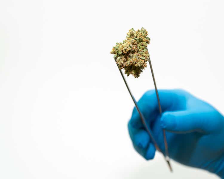 hand in blue medical glove with tweezers holds cannabis bud