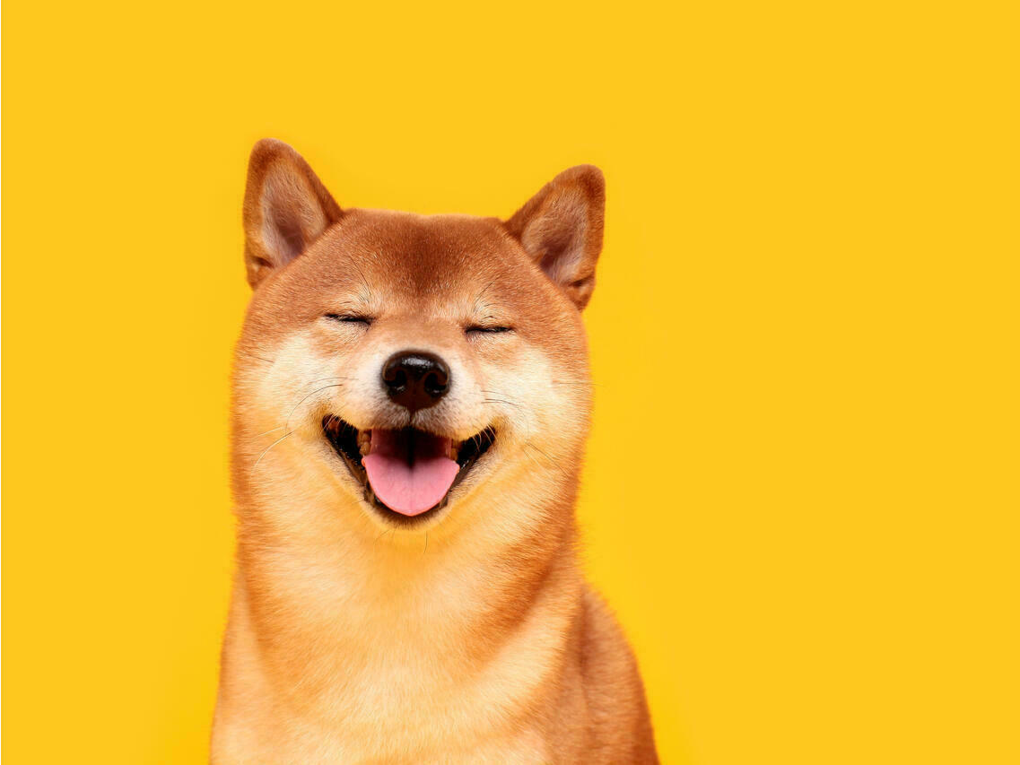 Shiba Inu What You Need To Know About Shib Coin Seeking Alpha