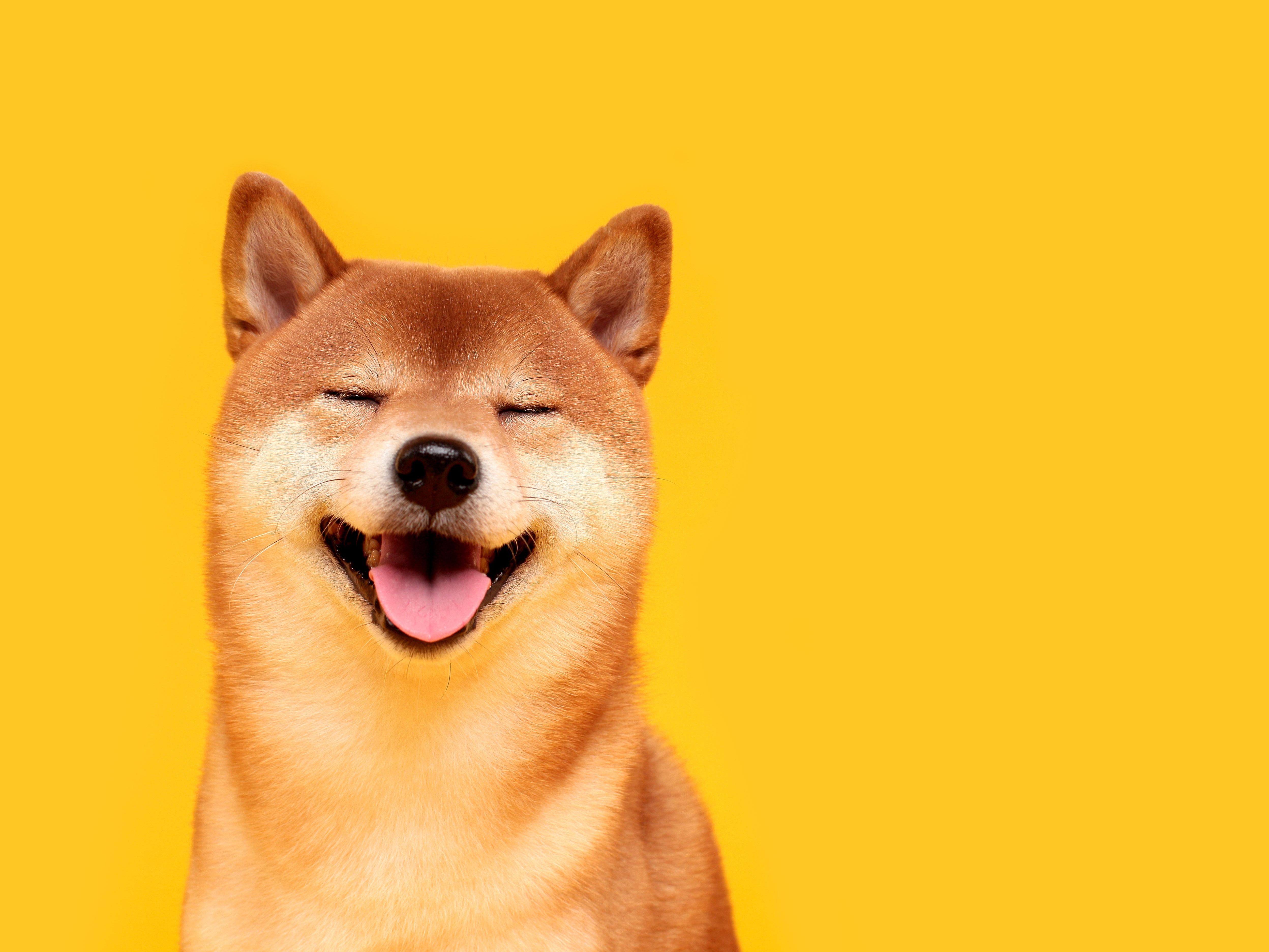 what is the history of shiba inu