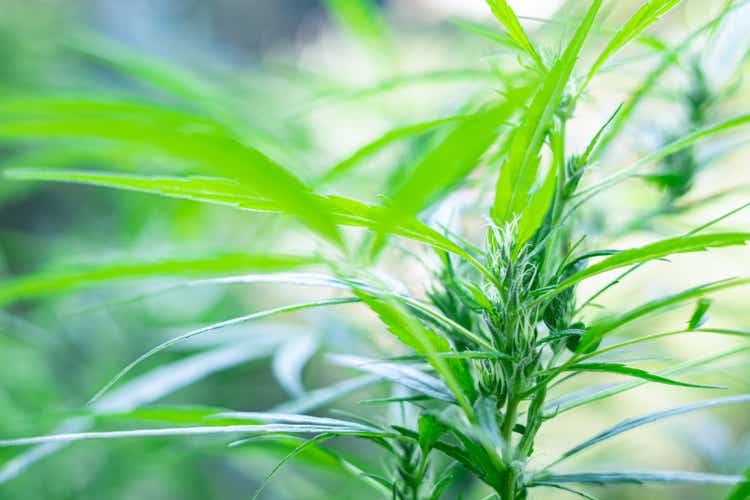 Green medicinal plant cannabis blooming at blurred background close up