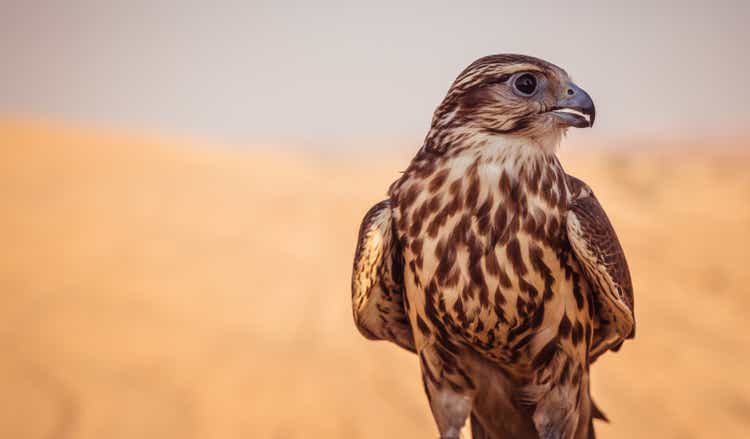 Falcon Bird in Desert