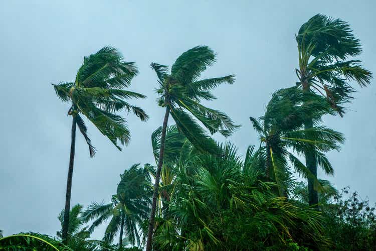 Coconut palm trees blowing in the wind during a typhoon.