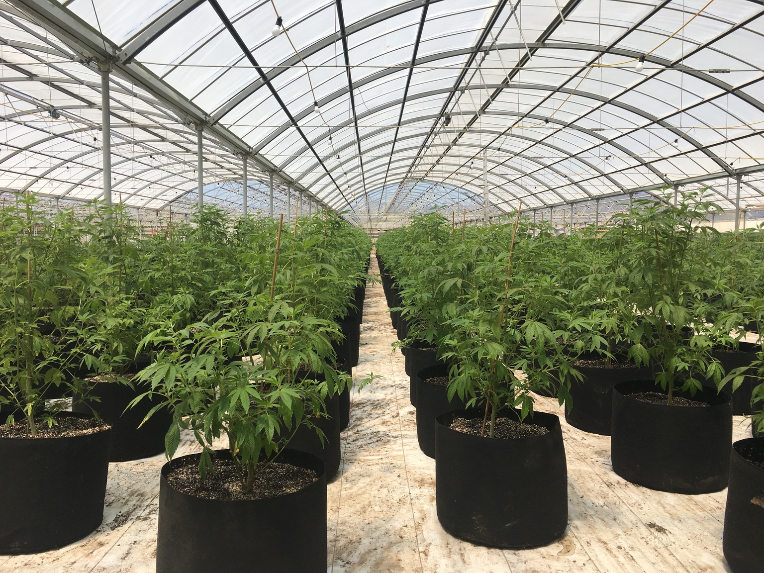 Glass House Brands: Worth Keeping An Eye On (OTCMKTS:GLASF) Glass House Brands: Worth Keeping An Eye On (OTCMKTS:GLASF)