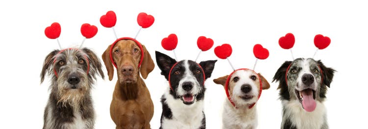 banner five group dogs puppy love celebrating valentine"s day with a red heart shape diadem. Isolated on white background.