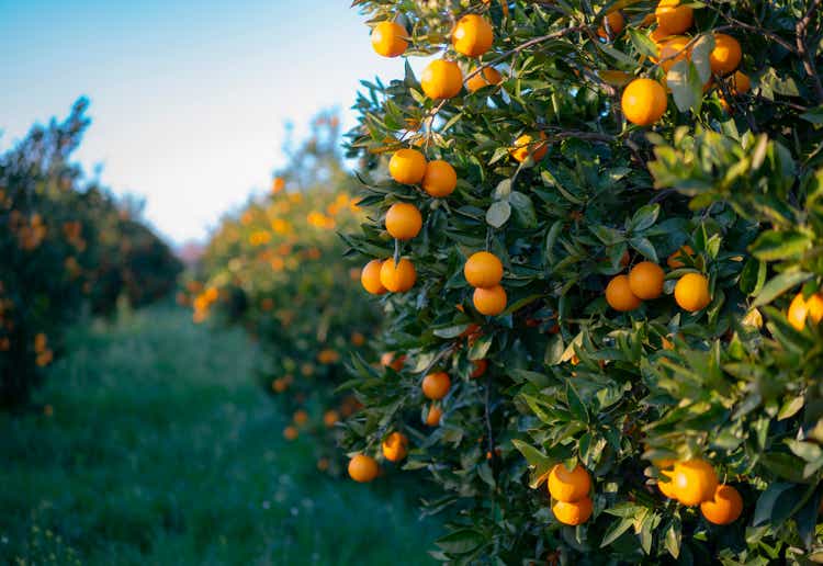 Oranges growing on tree orchard