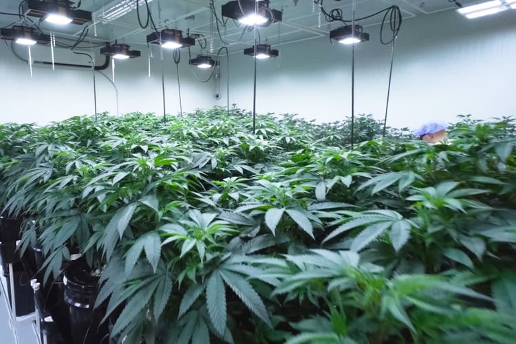 Cannabis leaves and stems are grown hydroponically in garden. Beds of hemp, marijuana in a legal garden.