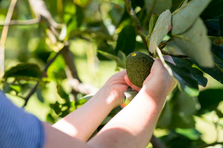 Picking an Avocado from a Tree