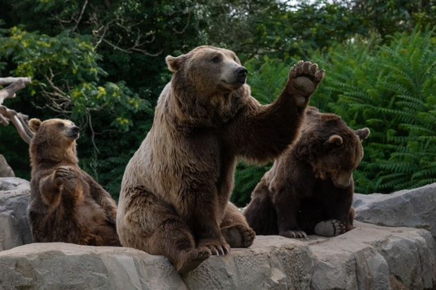 Funny brown bear say Hi in a zoo