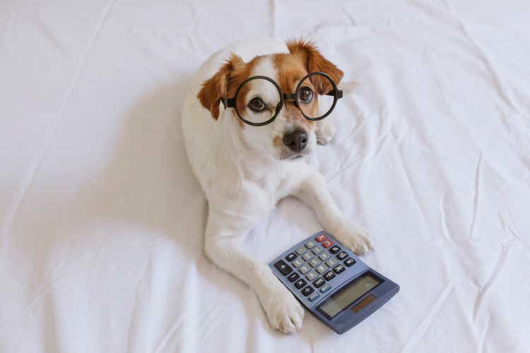 cute small dog accountant thinking and calculating with calculator on bed. Pets indoors. Working at home