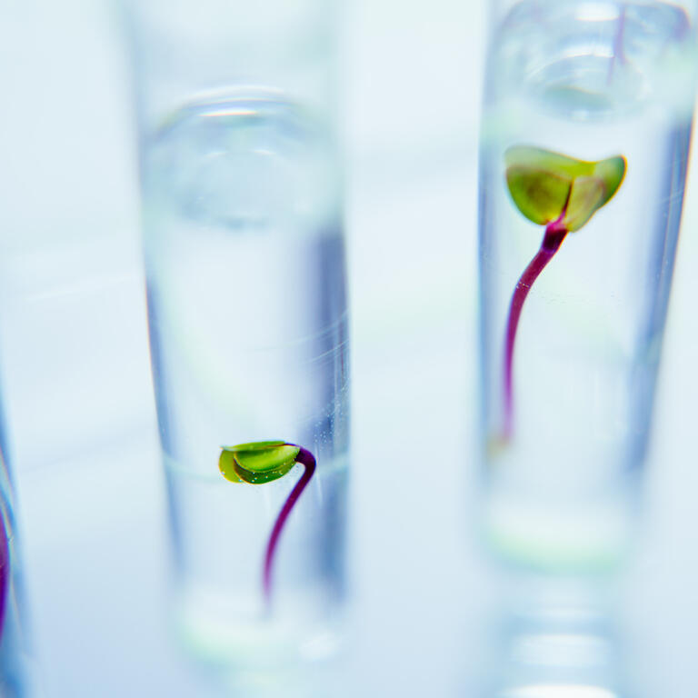 Seedlings in test tubes in laboratory.