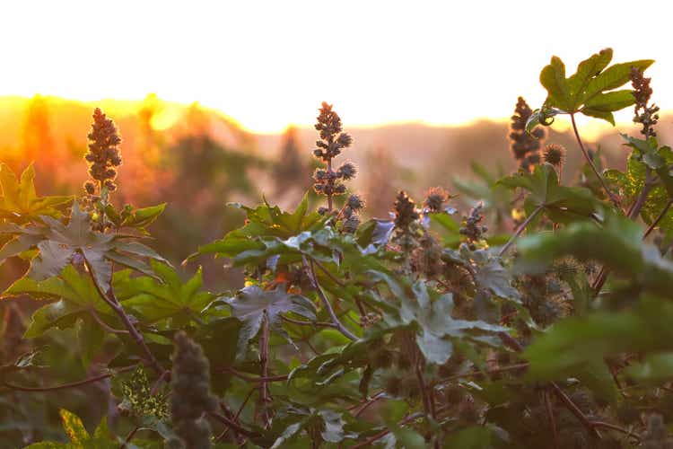 Caster Bean or Ricinus communis, the castor bean or castor oil plant, is a species of perennial flowering plant in the spurge family, Euphorbiaceae. It is the sole species in the monotypic genus,castor plants and blue sky