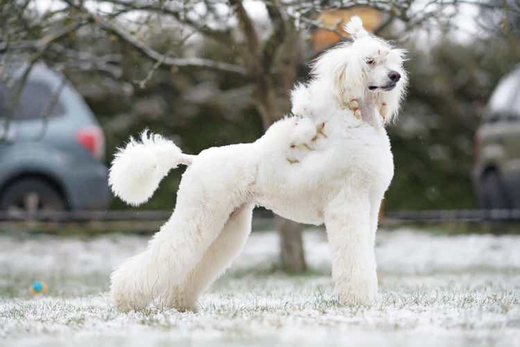 Graceful white Standard Poodle dog (Scandinavian lion show clip) standing outdoors on a snowy grass in winter
