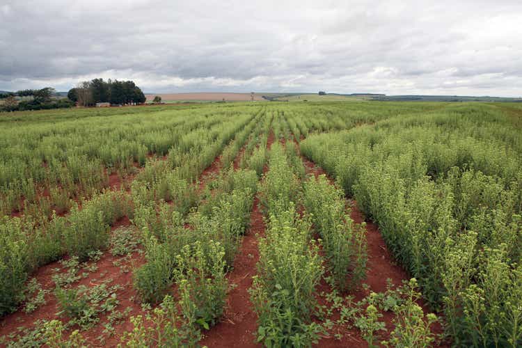 detalle de la plantación de stevia