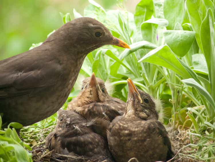 Blackbird nest with mother and nestlings - about 12 days old
