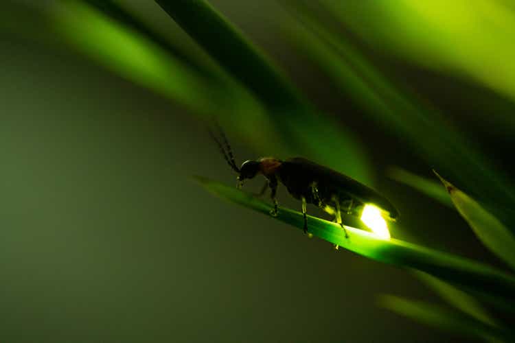 Firefly