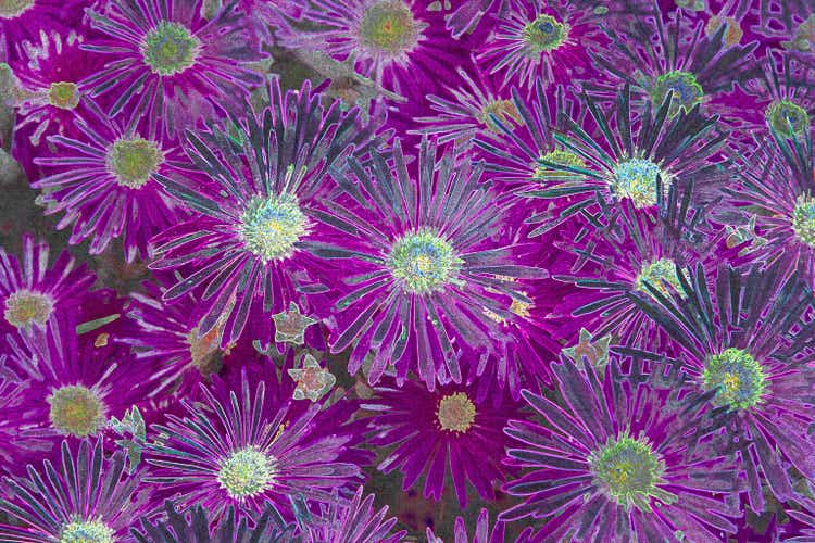 Psychedlic image of magenta ice plant flowers