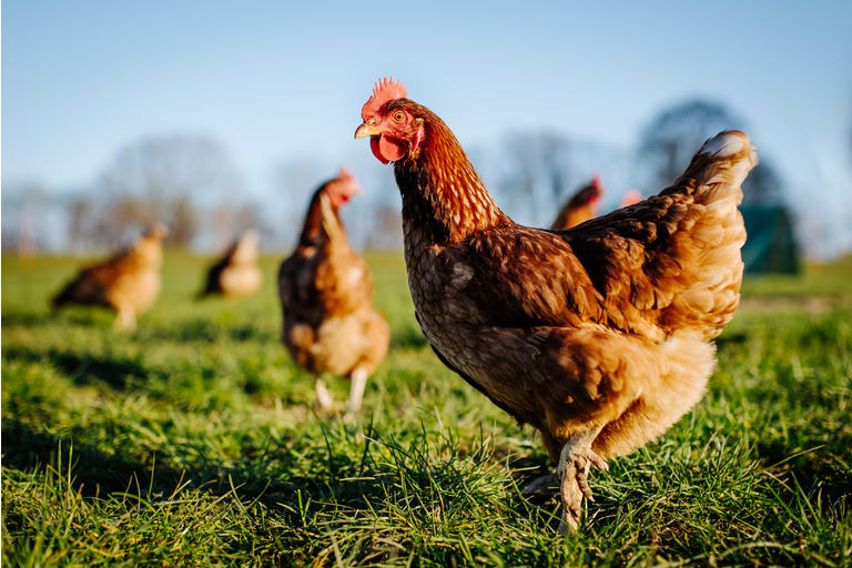 Chicken or hen on a green meadow.