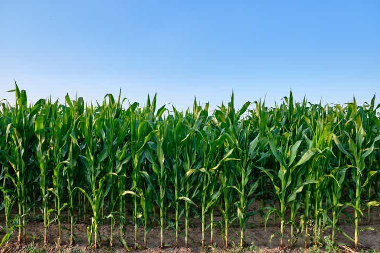 closeup of a green corn field with corn against the blue sky