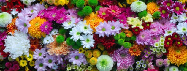 Flowers wall background with amazing red, orange, pink, purple, green and white chrysanthemum flowers, Wedding decoration, hand made Beautiful flower wall background.