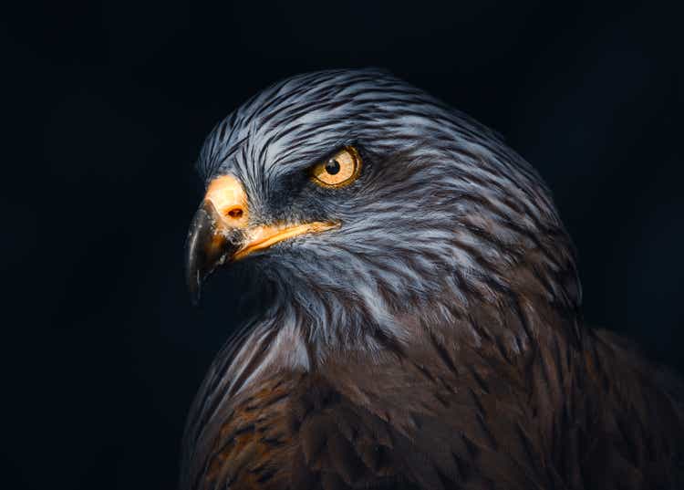 Ferruginou Hawk