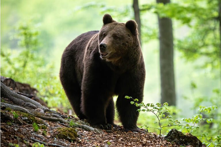 Big brown bear adult male approaching in summer forest from front view.