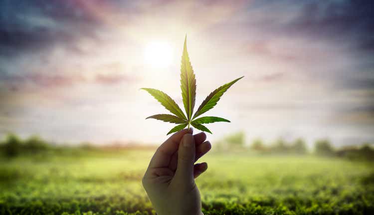Hand Holding Cannabis Leaf Against Sky With Sunlight