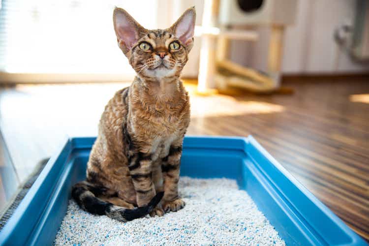 Tottelevainen Devon Rex Cat Sitting in Litter Box in Olohuone - arkistovalokuva