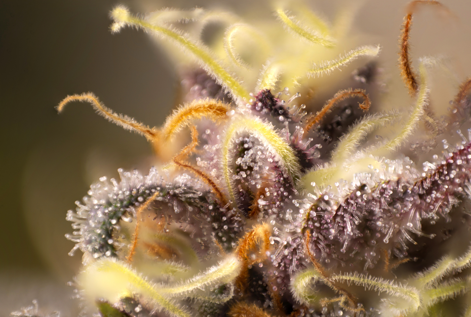 seekingalpha.com - Alan Sumler - Green Thumb Industries Will Benefit From Medical Cannabis Rescheduling (OTCMKTS:GTBIF)