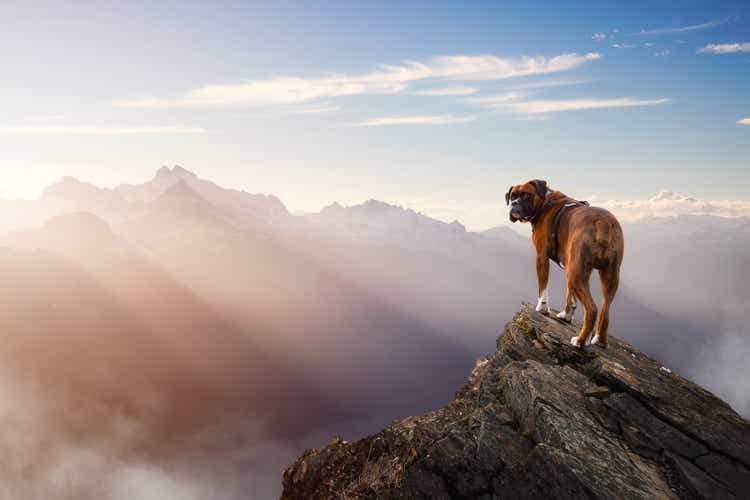 Boxer Dog Standing on top of mountain peak.