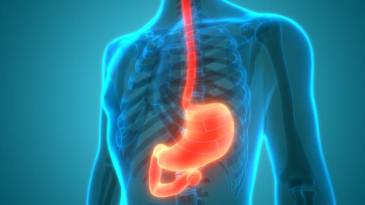Human Digestive System Stomach Anatomy