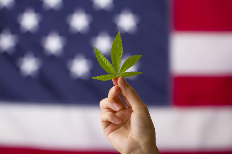 cannabis legalization in the united states of america. cannabis leaf in hands on usa flag background