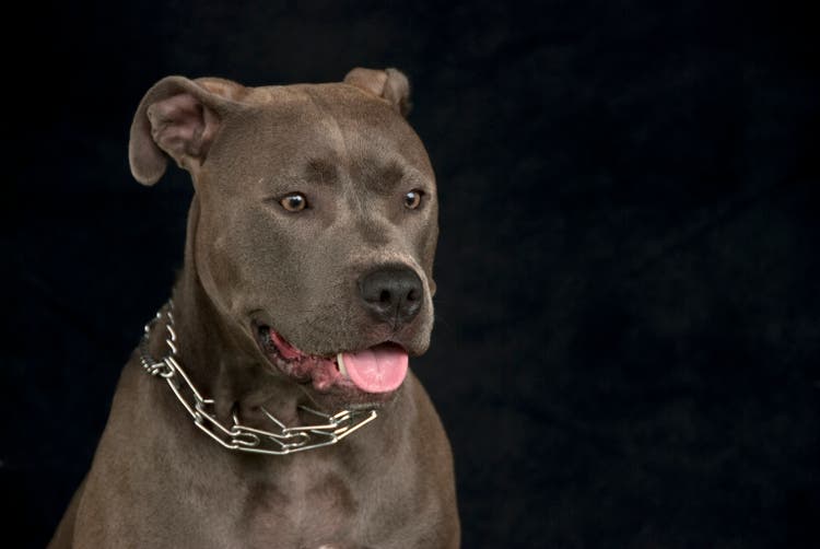 Pit Bull Portrait