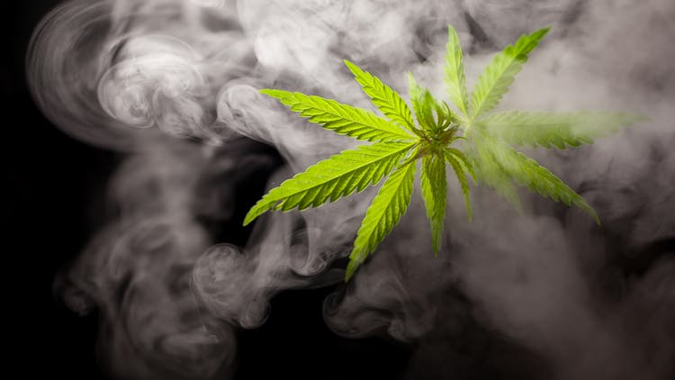 cannabis in white smoke