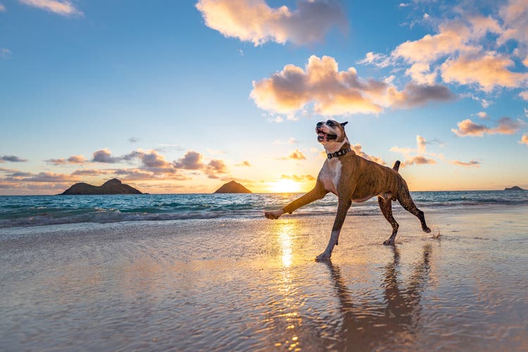 Boxer Dog runs along the beach at sunrise