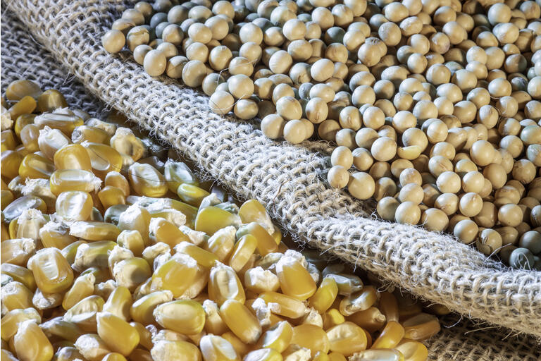 Origin Agritech Ltd. Is Poised For Explosive Growth - Could Be The Right Time To Plant A SEED
