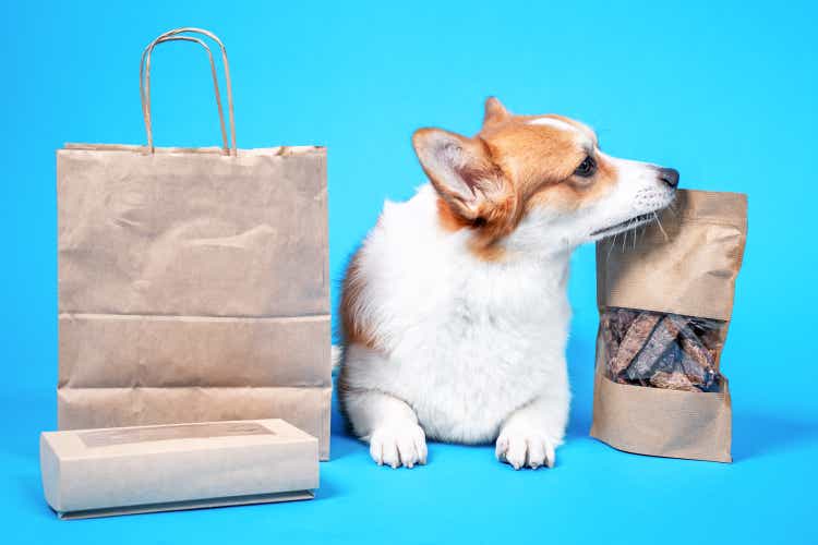 Obedient welsh corgi pembroke lies on blue background, craft bags and box of tasty dried dog treats around. Advertising delicious healthy snacks for pets with packaging and home delivery