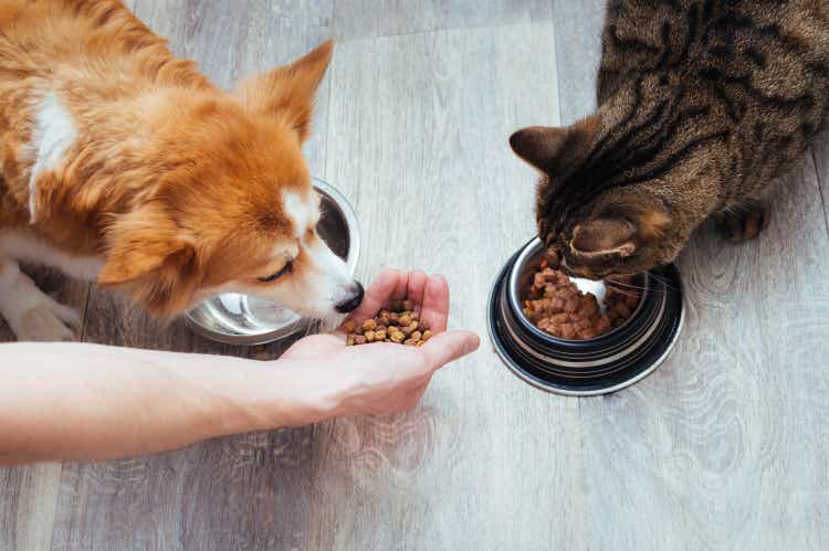 owner pours dry food to the cat and dog in the kitchen. Master"s hand. Close-up. Concept dry food for animals