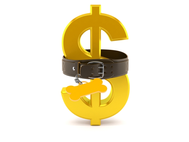 Dollar currency inside dog collar