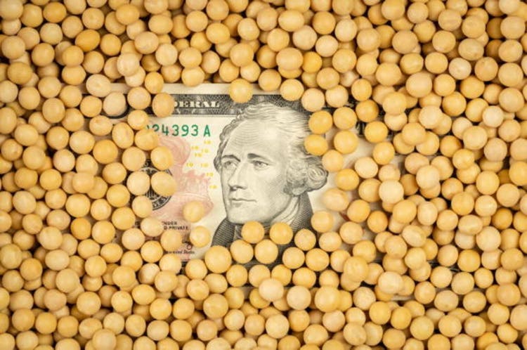 Soybeans cover the dollar, the concept of trade war.