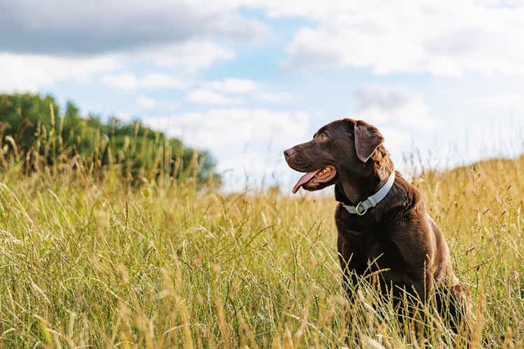 Portrait of rustic chocolate labrador puppy