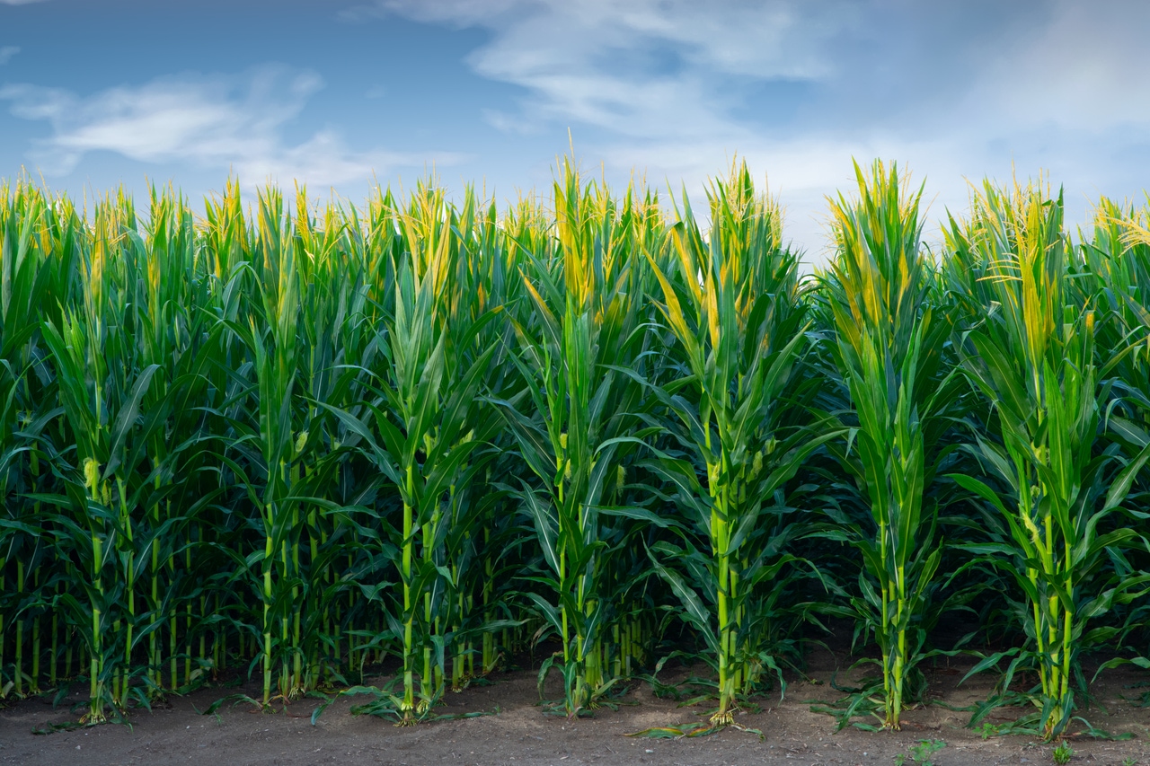 As Demand For Corn Grows, New Key Data Points To Watch Seeking Alpha