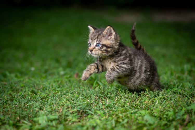 Cute tabby kitten in the grass