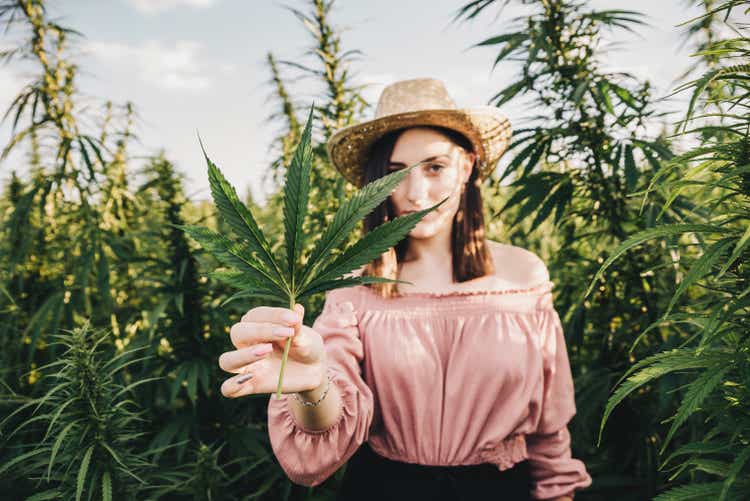 Young female scientist taking care for a medical marijuana cultivation