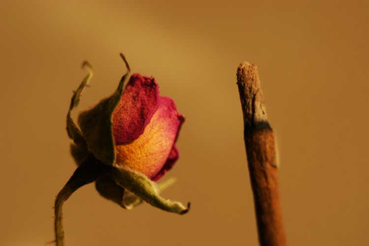 dried red rose and burning cigar