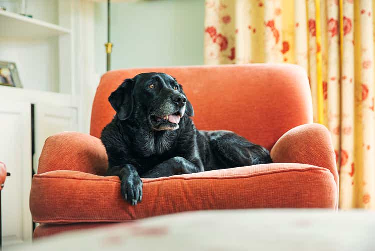 Senior black labrador relaxing on armchair