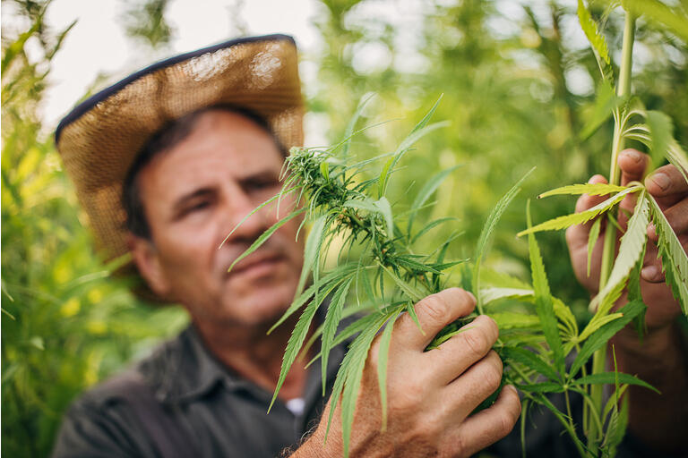 AFC Gamma: Getting Into The Weeds (Pun Intended)